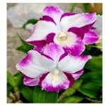 Dendrobium King Dragon # 297